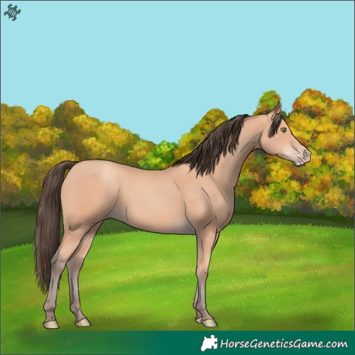 Horse Color:Amber Champagne 