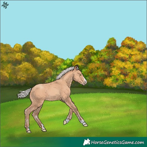 Horse Color:Silver Amber Champagne