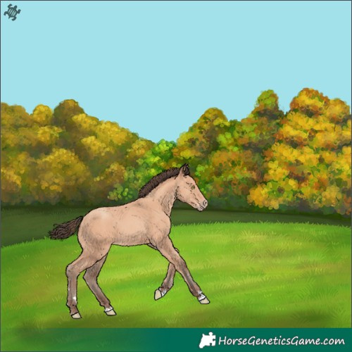 Horse Color:Amber Champagne 
