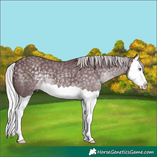 Horse Color:Chocolate Silver Black Chinchilla Splash 