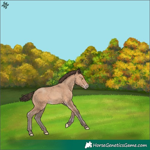 Horse Color:Amber Champagne 