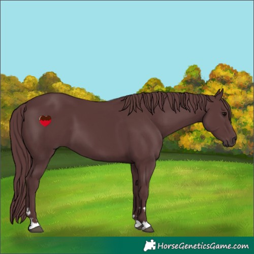 Horse Color:Chocolate Black 