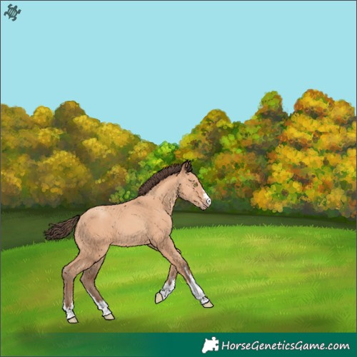 Horse Color:Amber Champagne 