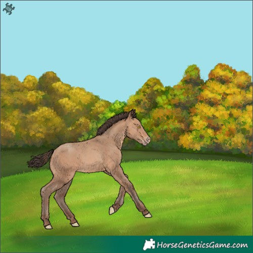 Horse Color:Amber Champagne 