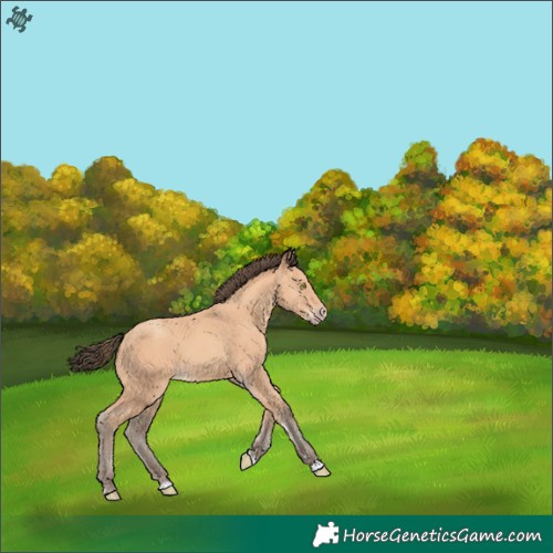 Horse Color:Amber Champagne 