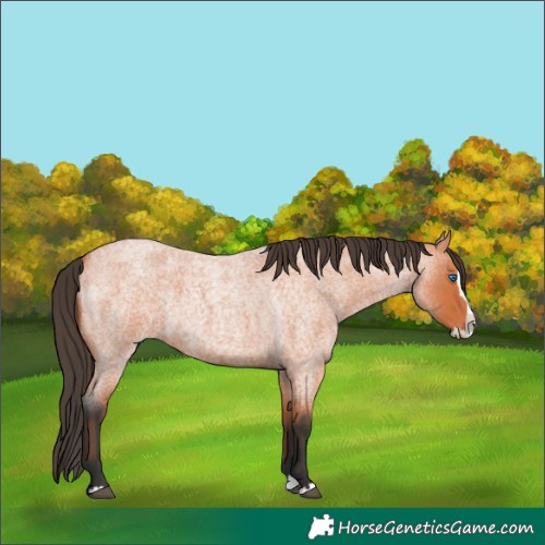 Horse Color:Bay Roan Splash 