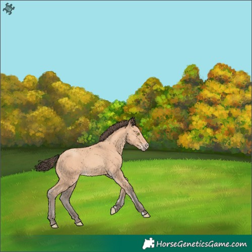 Horse Color:Amber Champagne 