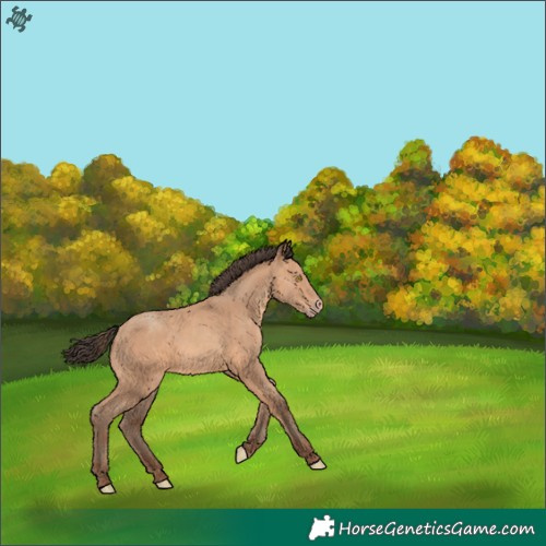 Horse Color:Amber Champagne 