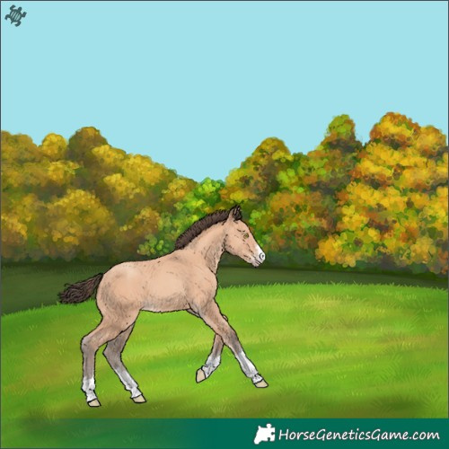 Horse Color:Amber Champagne 