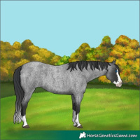 Horse Color:Blue Roan Splash 