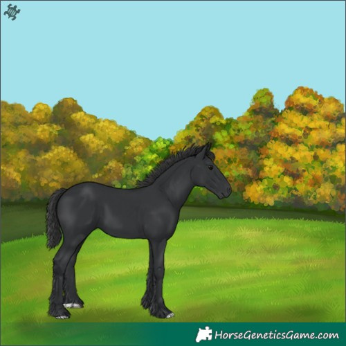 Horse Color:Black 