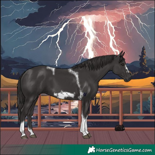 Horse Color:Smoky Black Tobiano Frame 