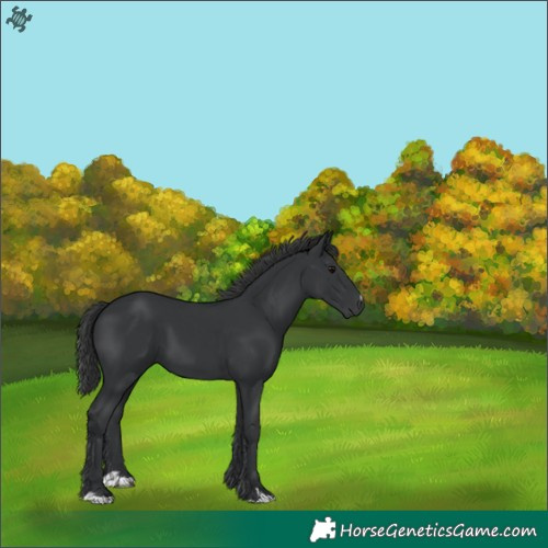 Horse Color:Black 
