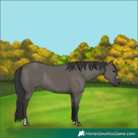 Horse Color:Grullo Rabicano 
