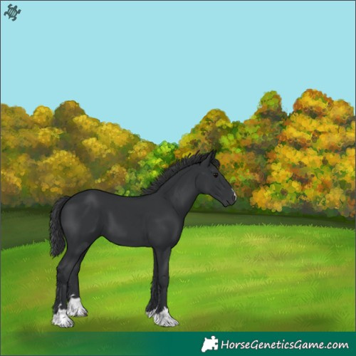 Horse Color:Black 