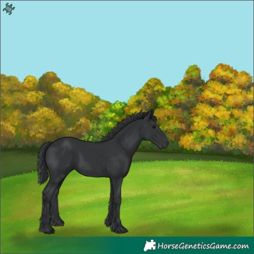 Horse Color:Black 