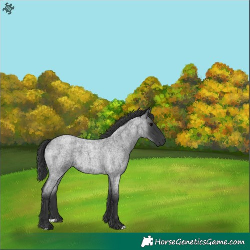 Horse Color:Blue Roan 