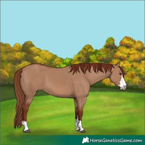 Horse Color:Red Dun 