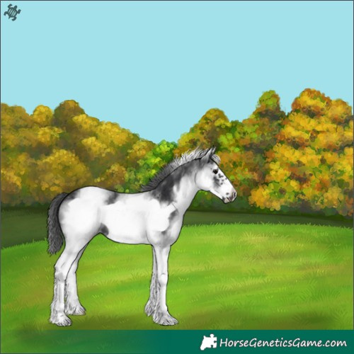 Horse Color:White Spotted Black Frame