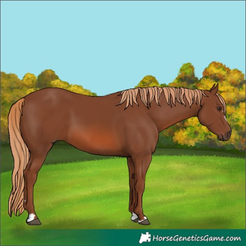 Horse Color:Chestnut 