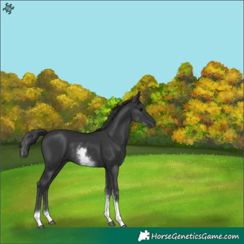 Horse Color:White Spotted Black