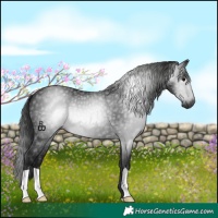 Horse Color:Gray Black