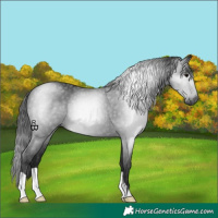 Horse Color:Gray Black 