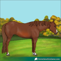 Horse Color:Chestnut 