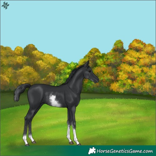 Horse Color:White Spotted Black 