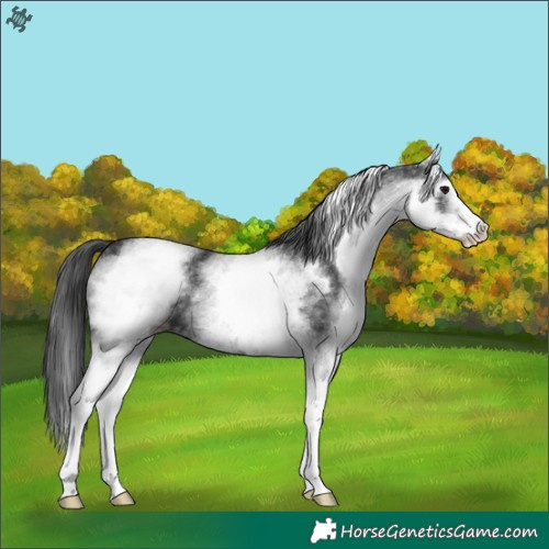 Horse Color:White Spotted Black 