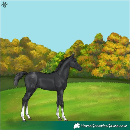 Horse Color:White Spotted Black 