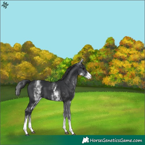 Horse Color:White Spotted Black 