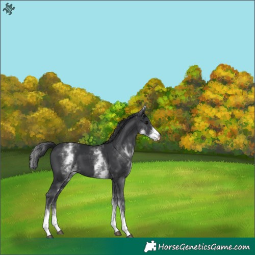Horse Color:White Spotted Black 