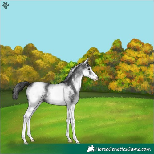 Horse Color:White Spotted Black