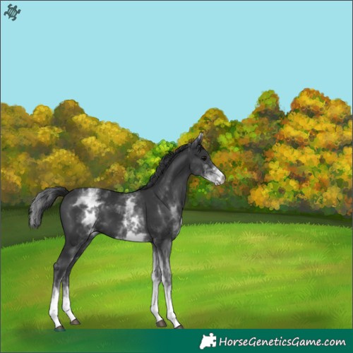 Horse Color:White Spotted Black