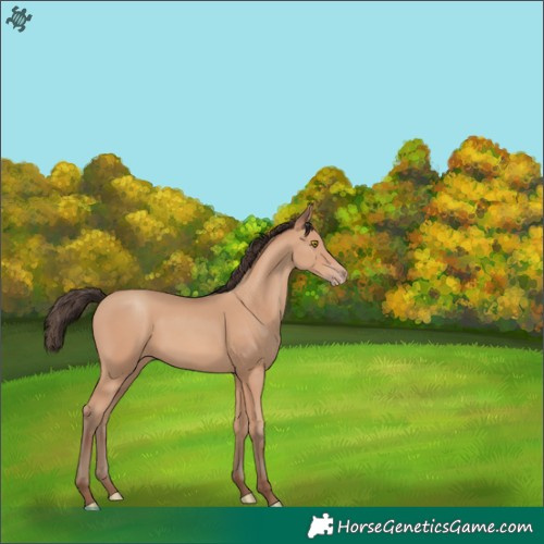 Horse Color:Amber Champagne 