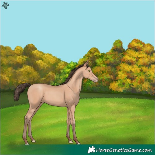 Horse Color:Amber Champagne 