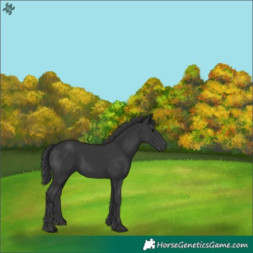Horse Color:Black 