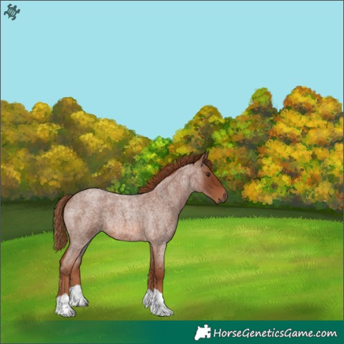 Horse Color:Red Roan Tobiano 