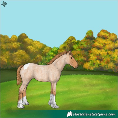 Horse Color:Red Roan Tobiano