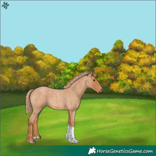 Horse Color:Red Roan Tobiano