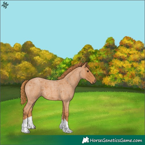 Horse Color:Red Roan Tobiano