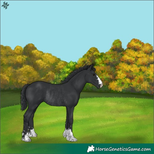 Horse Color:Black Rabicano