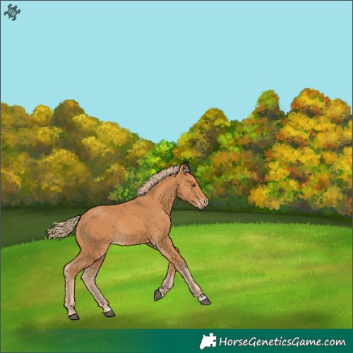Horse Color:Chestnut Rabicano