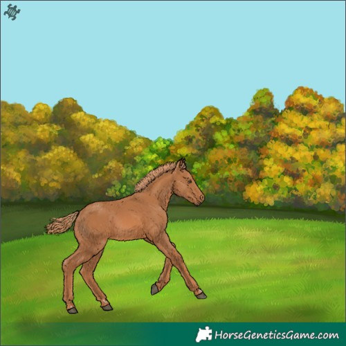 Horse Color:Chestnut Rabicano