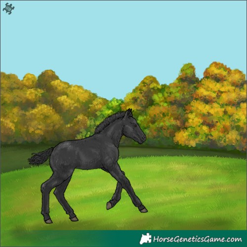 Horse Color:Black Rabicano