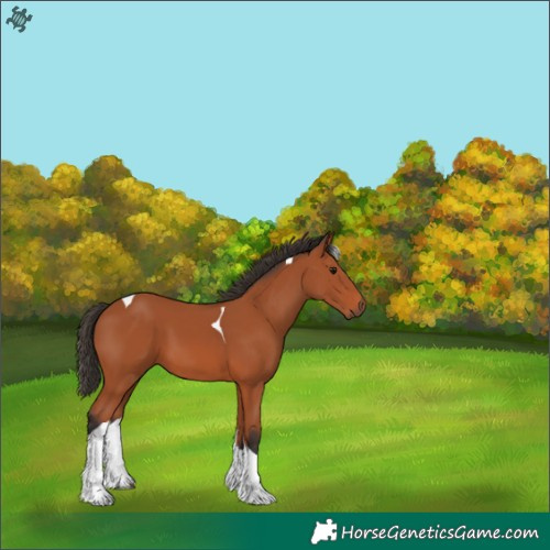 Horse Color:Bay Tobiano