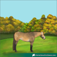 Horse Color:Buckskin 