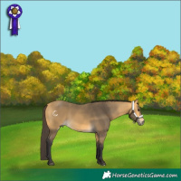 Horse Color:Buckskin 