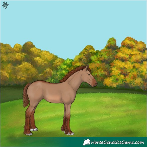 Horse Color:Red Dun 